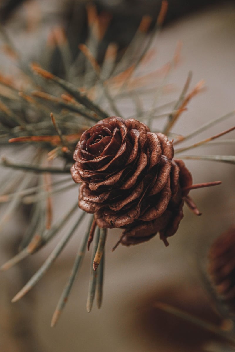 Photography Tree